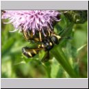 Conops flavipes - Dickkopffliege w02.jpg